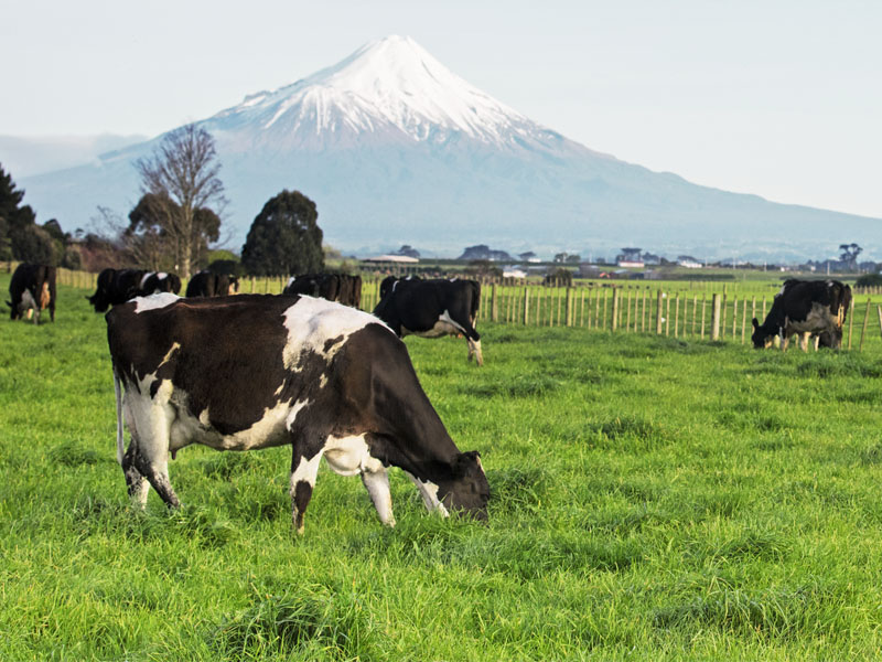 NZX And SGX Global Dairy Derivatives Partners NZMP