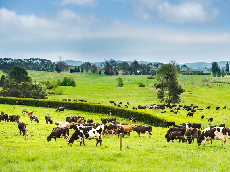 NZMP Sustainability Video Preview Cow